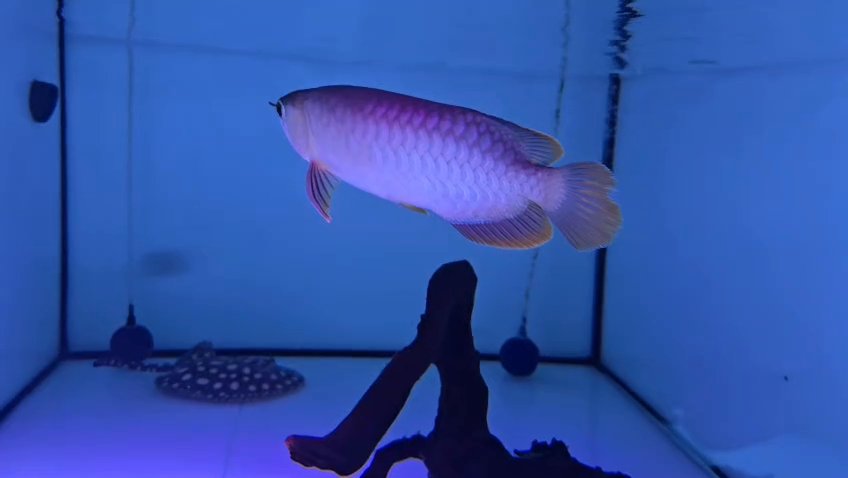 Asian arowana