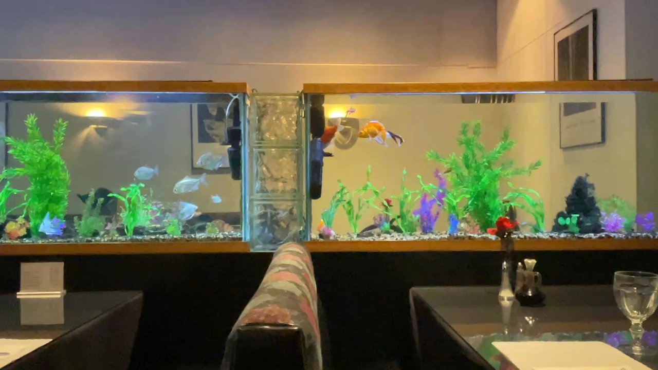 Szechuan Garden - Their fish tanks are pristine, the cleanest, crystal clear tanks you will ever see! - Chinese Near Me - Reno, Nevada