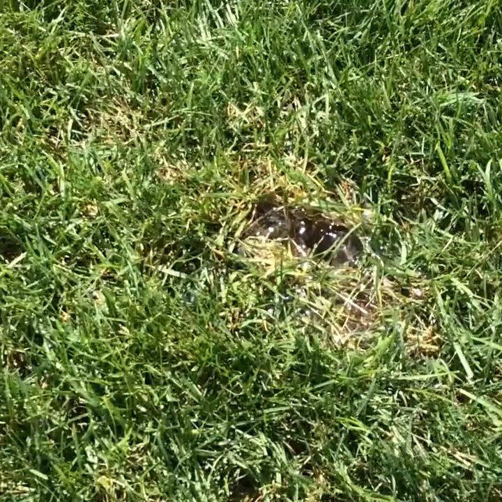 Kent Septic - Popped irrigation in two spots refused to fix. Sellers beware if buyers are using for septic inspection! - Septic Services Near Me - Hooksett, New Hampshire
