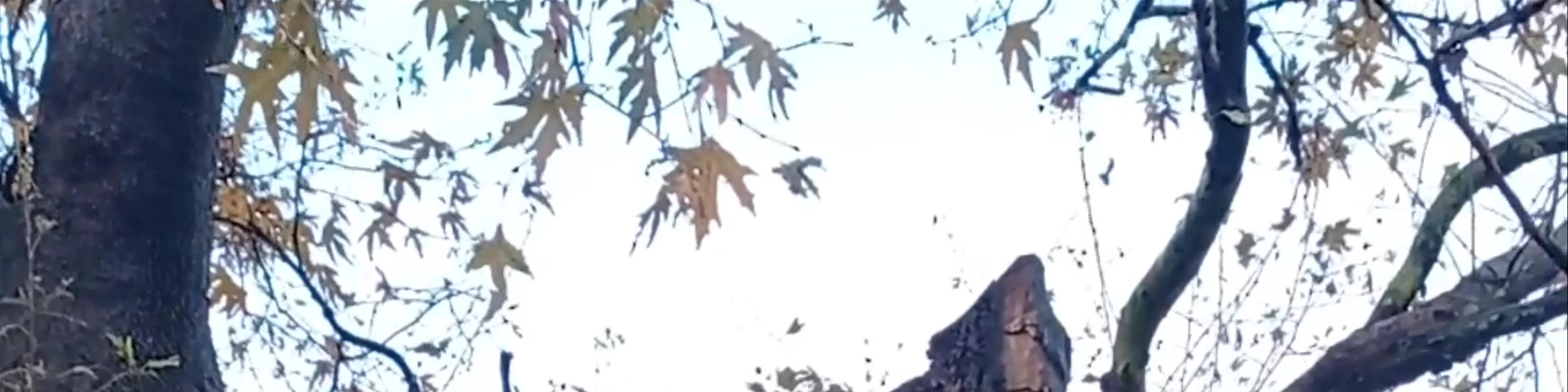 Chinar Tree