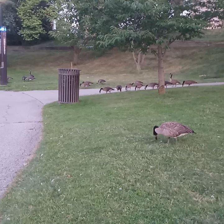 Wade Oval - Canadian geese like retiring at Wade Oval for summer nights - Parks Near Me - Cleveland, Ohio