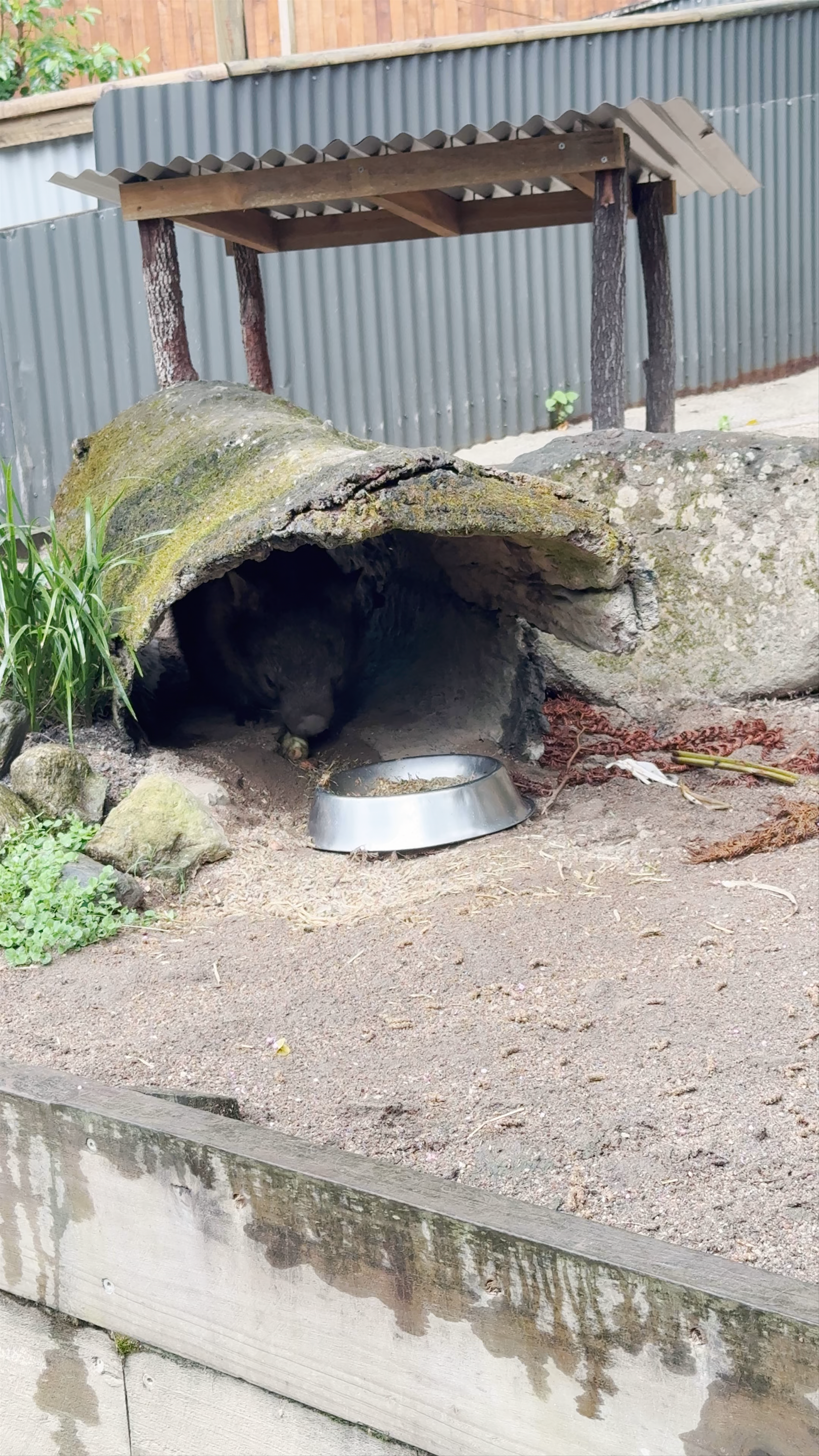 Maru Koala and Animal Park