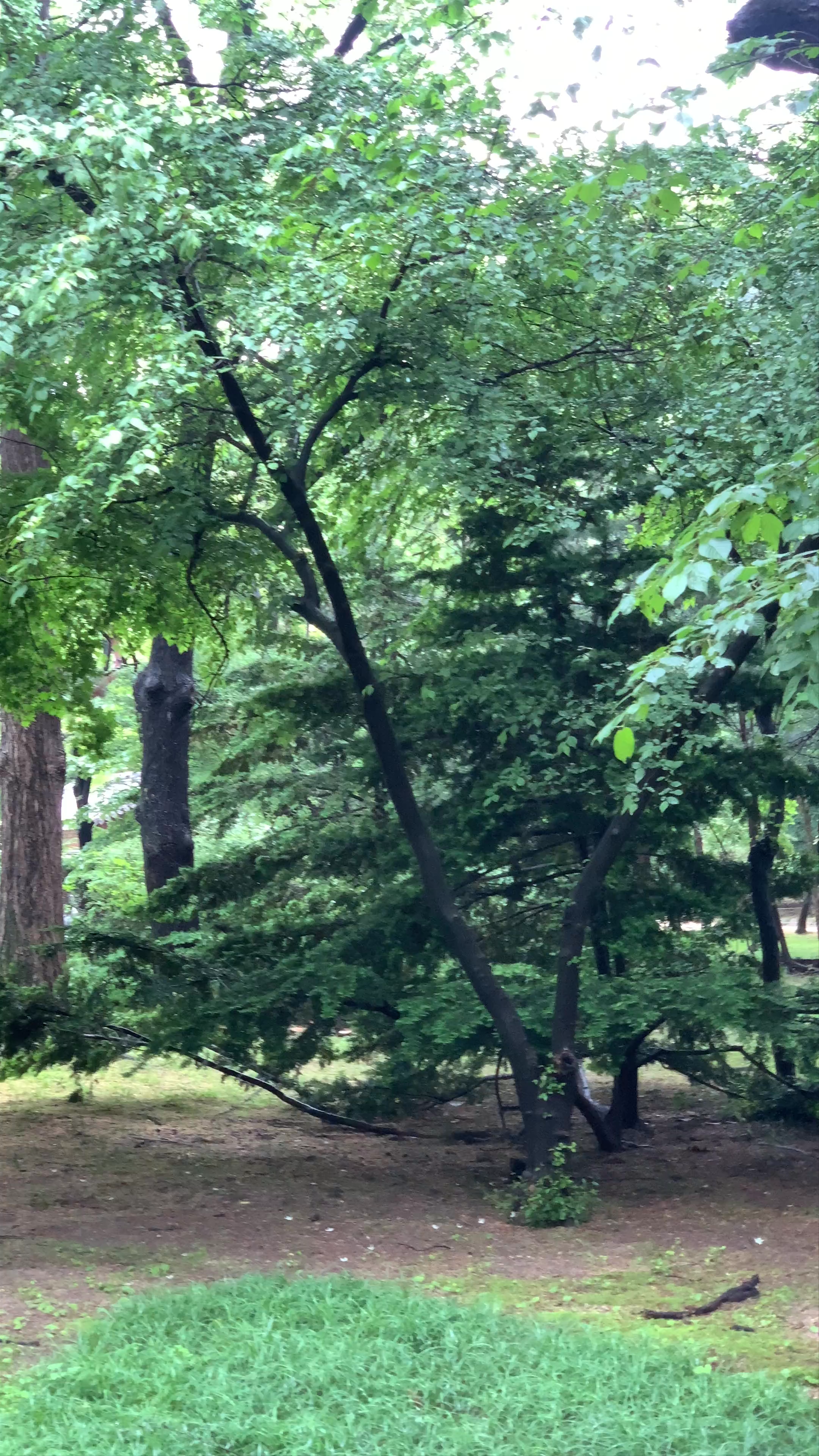 Serene Forest Escape at Namsan, Seoul