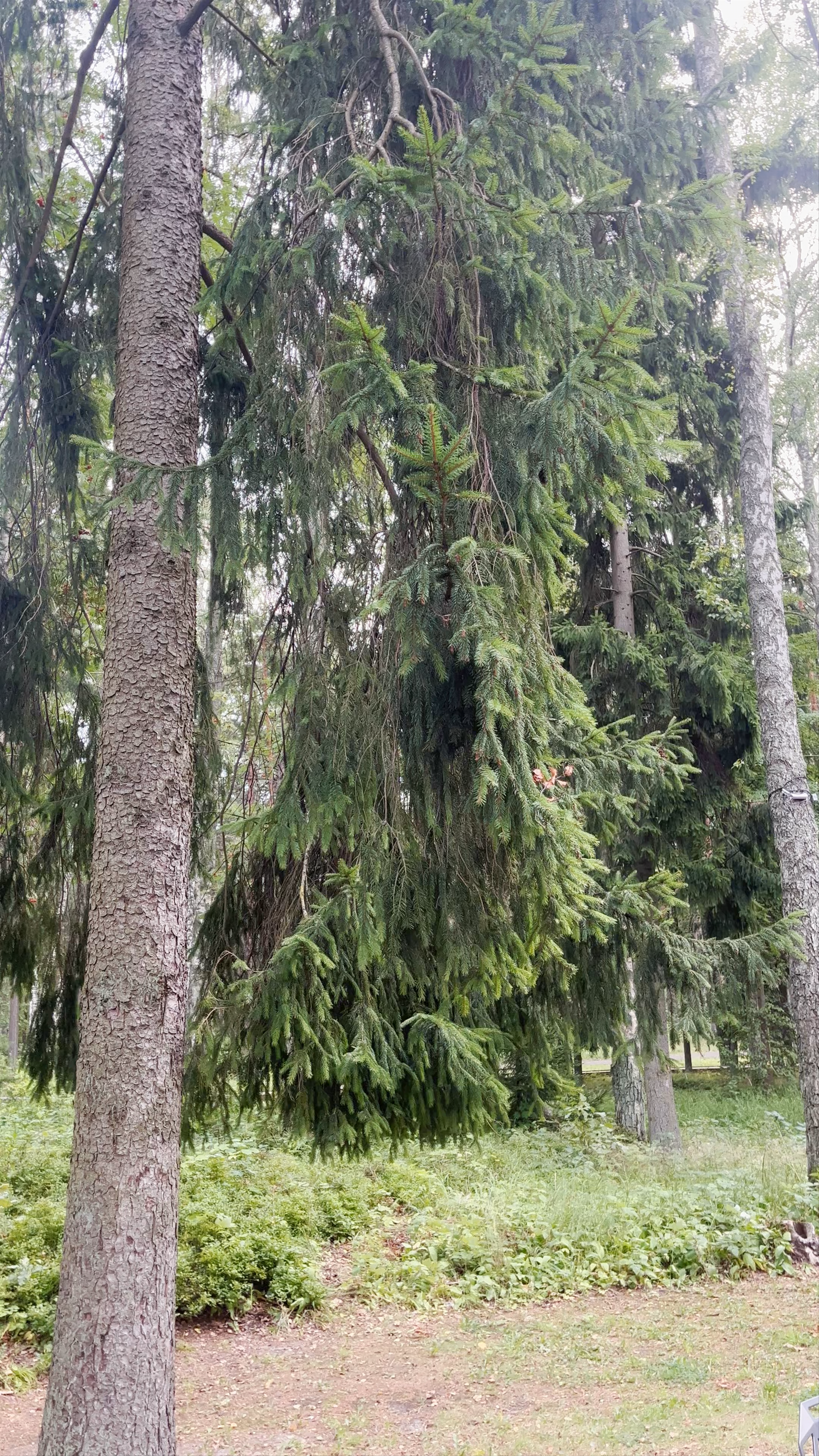 Dzintari Park: Serene Nature Escape in Jūrmala, Latvia