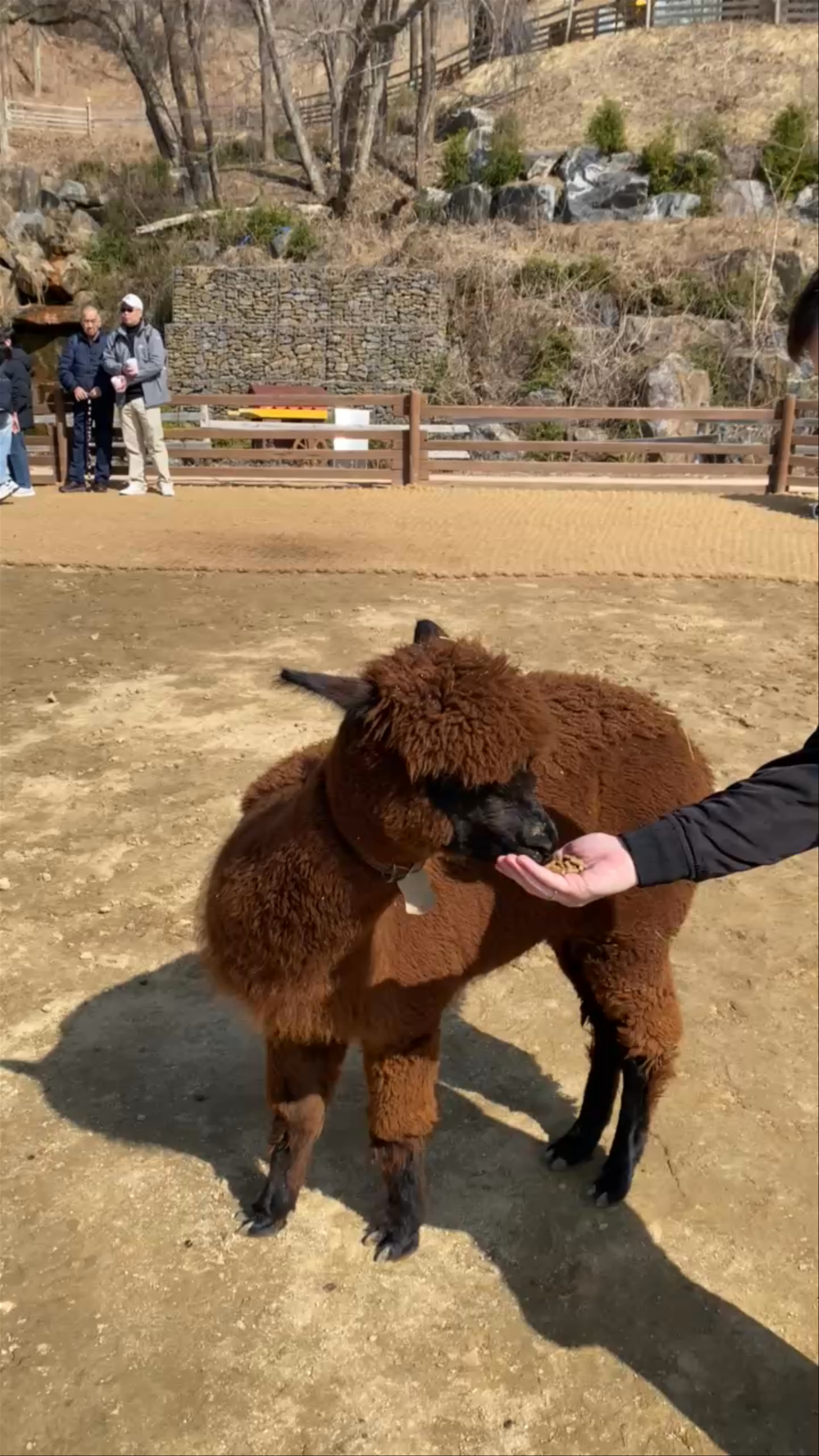 Alpaca World