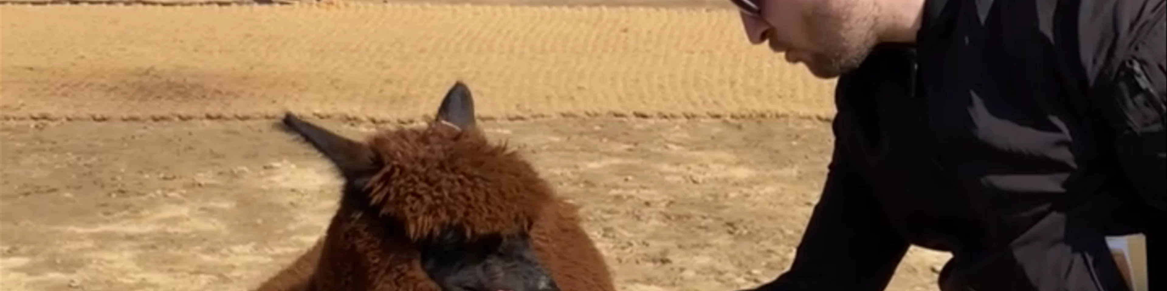Alpaca World