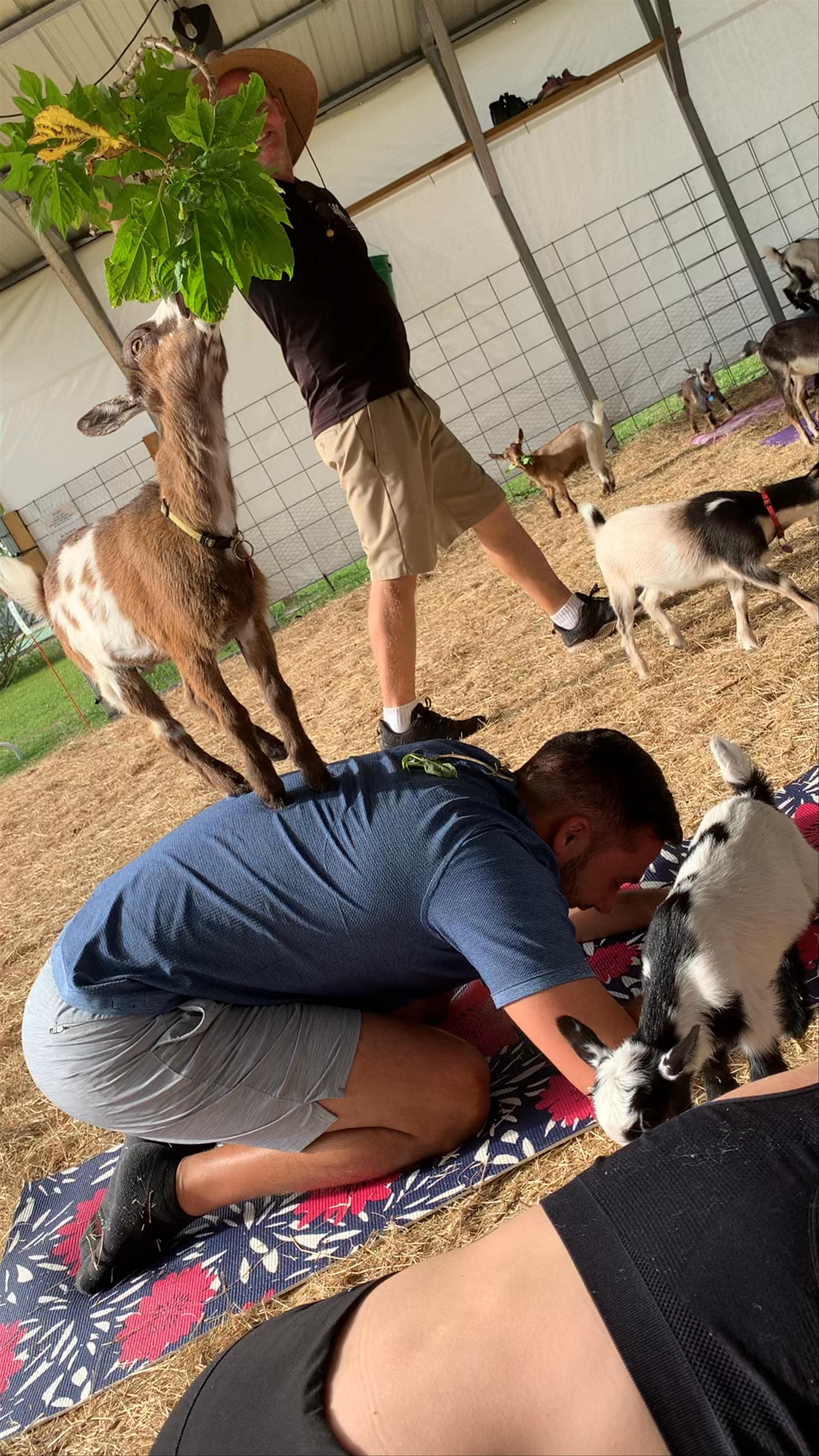 Goat Yoga Fun at Wildflower Farm, Orlando