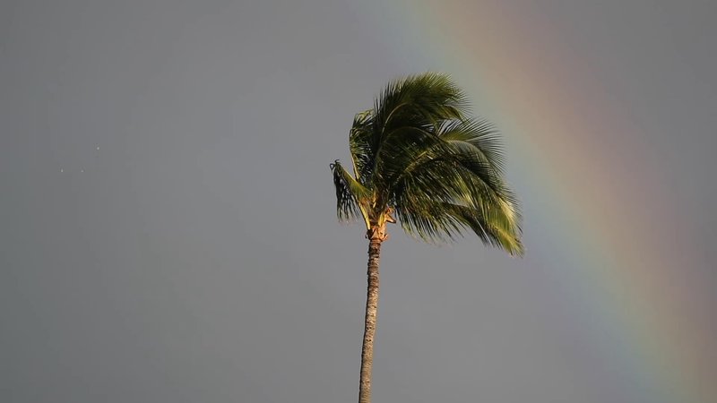 Palm Tree in Maui, Hawaii poster