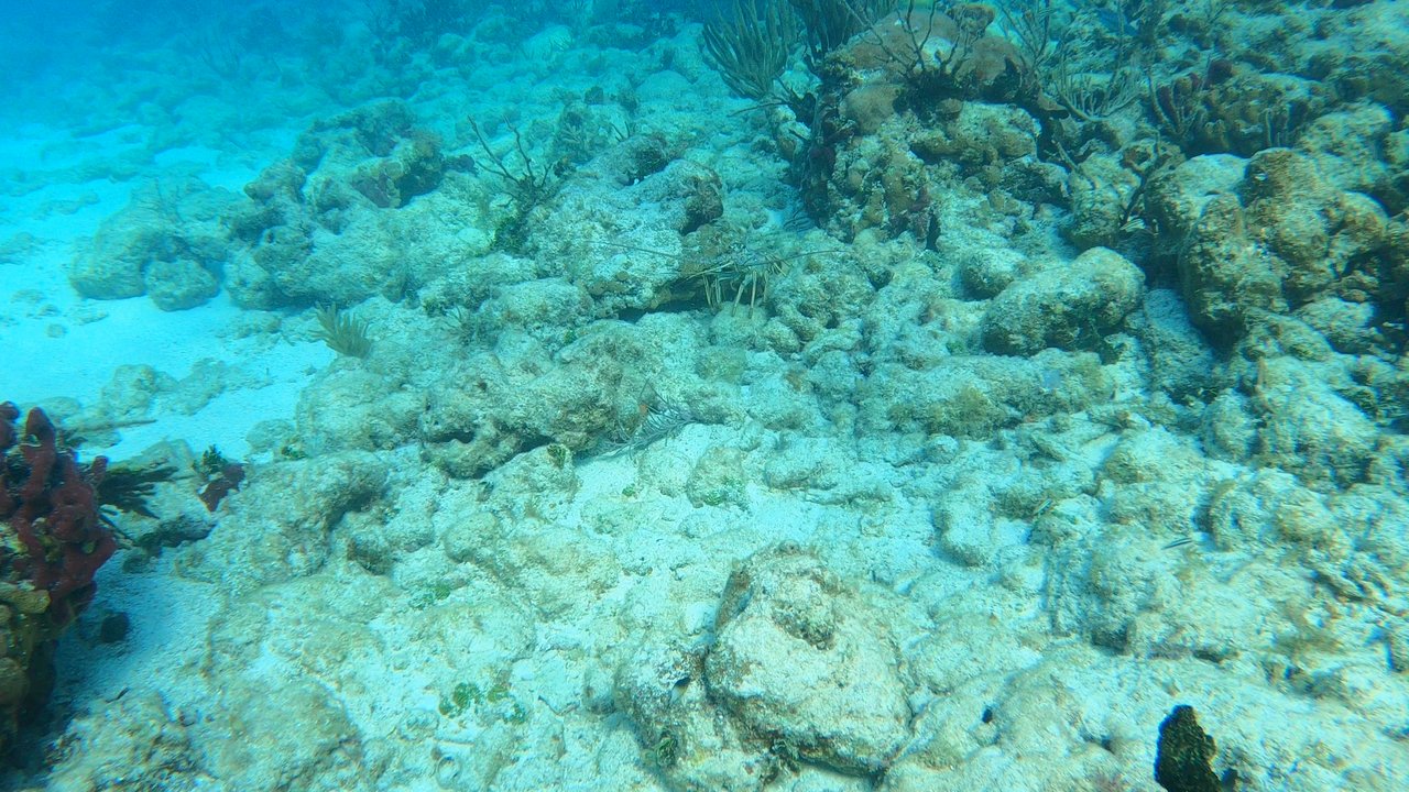 Captain Hooks Marina and Dive Center - Great visibility to see lobster ! - Scuba Diving Near Me - Marathon, Florida