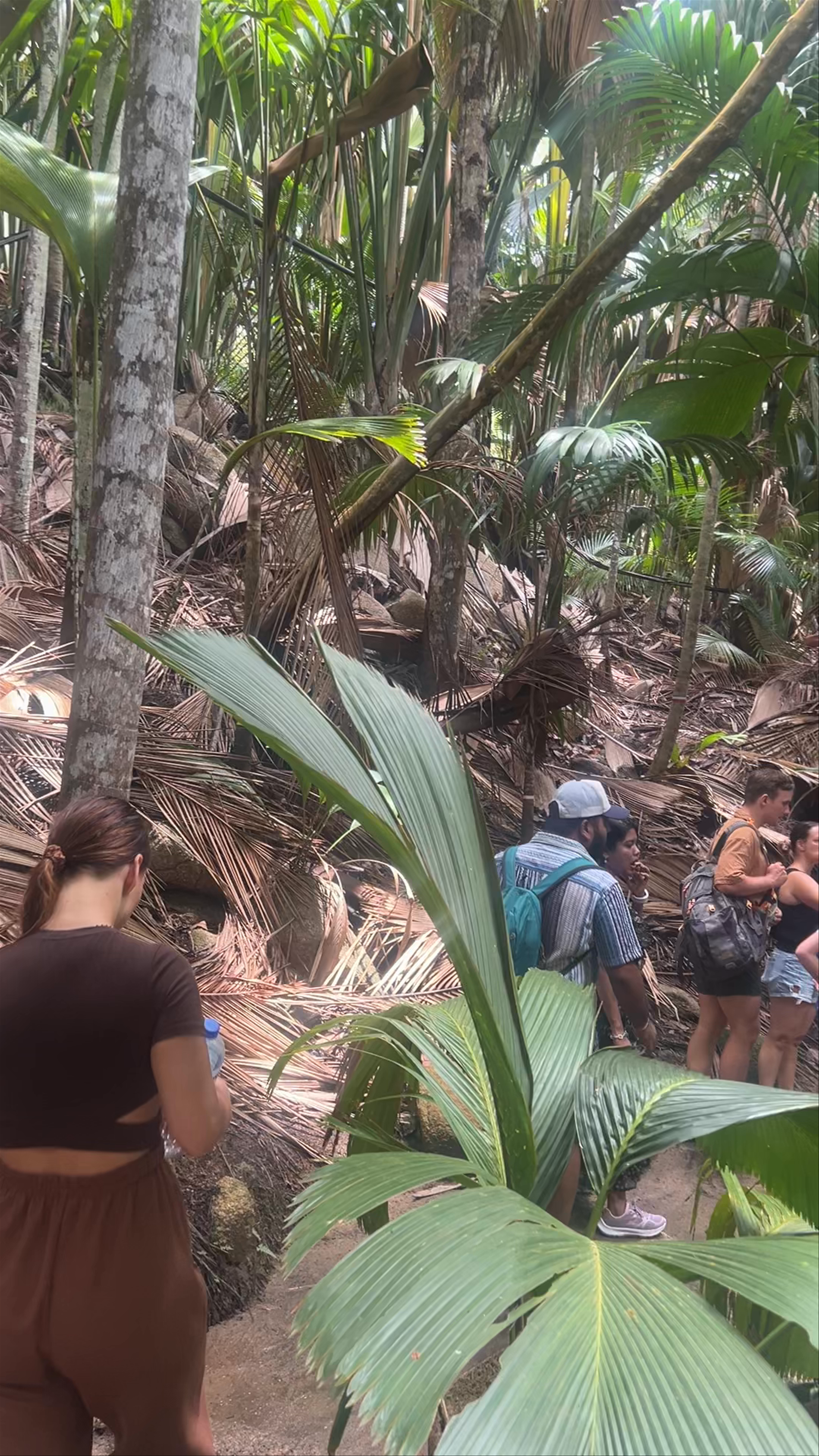 Vallée de Mai Nature Walk: Discover the Pristine Seychelles Palm Forest