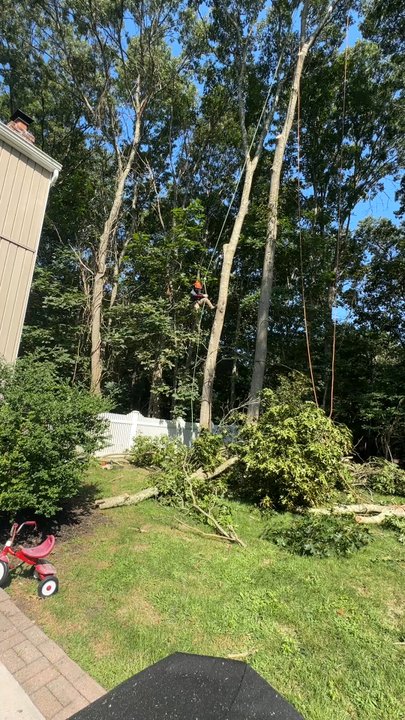Amaya Tree Service - Landscaping Near Me