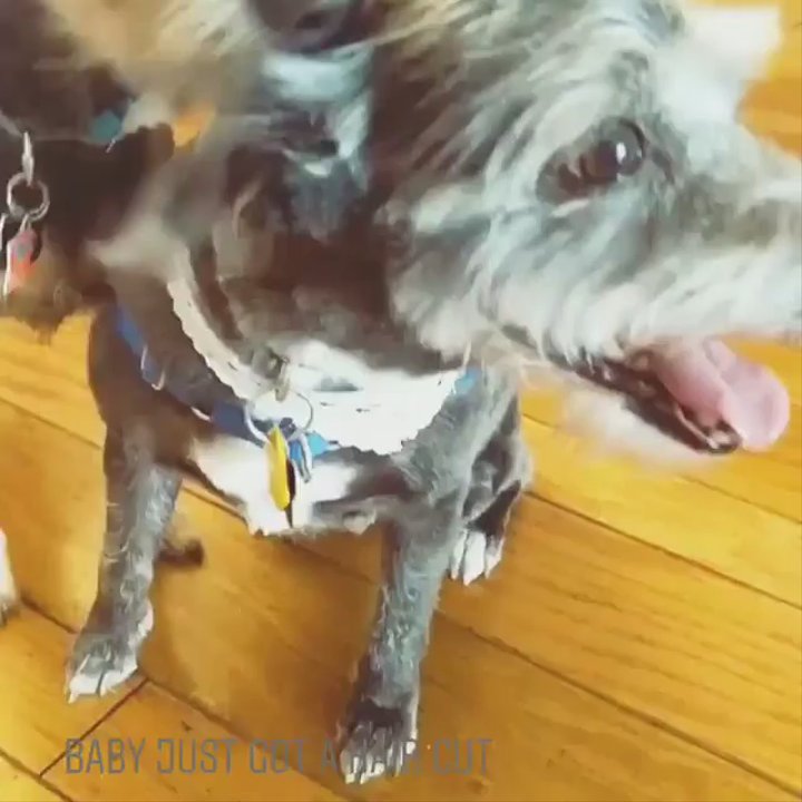 Shampooch Pet Grooming - My pup came home so happy from shampooch! He looks and smells amazing, our other pup can't stop smelling him. I would definitely recommend! - Pet Groomers Near Me - Chula Vista, California