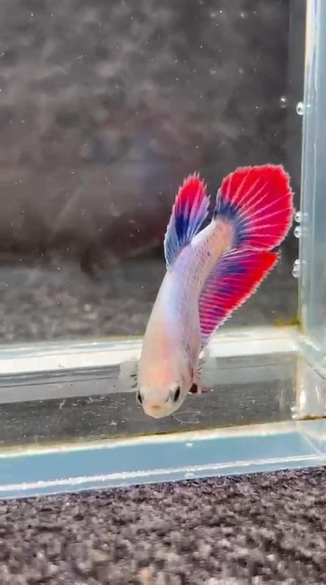 Siamese fighting fish (sometimes Betta, esp. US)