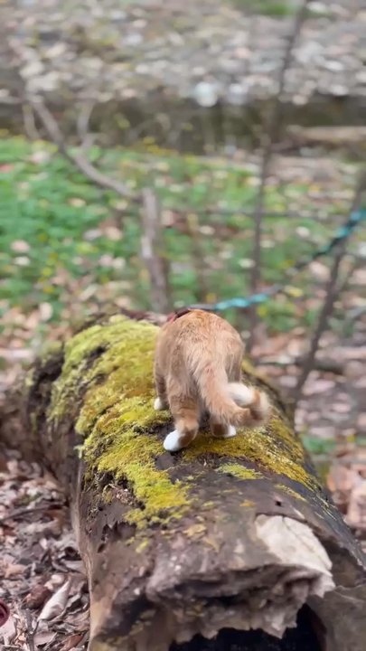 Trolley Trail - Rune exploring! - Hiking Near Me - Catonsville, Maryland