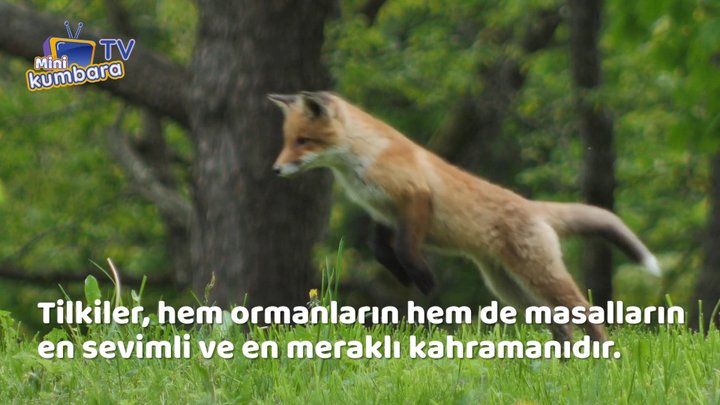 thumbnail.jpg?width=720&time=4 Tilki