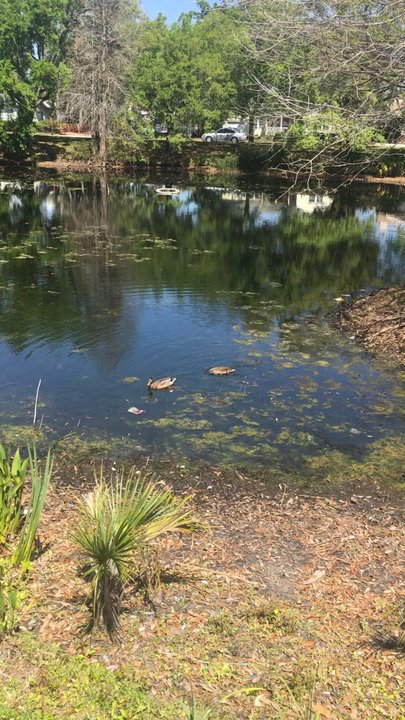 Lake Midget Park - Sit & watch the ducks. - Parks Near Me