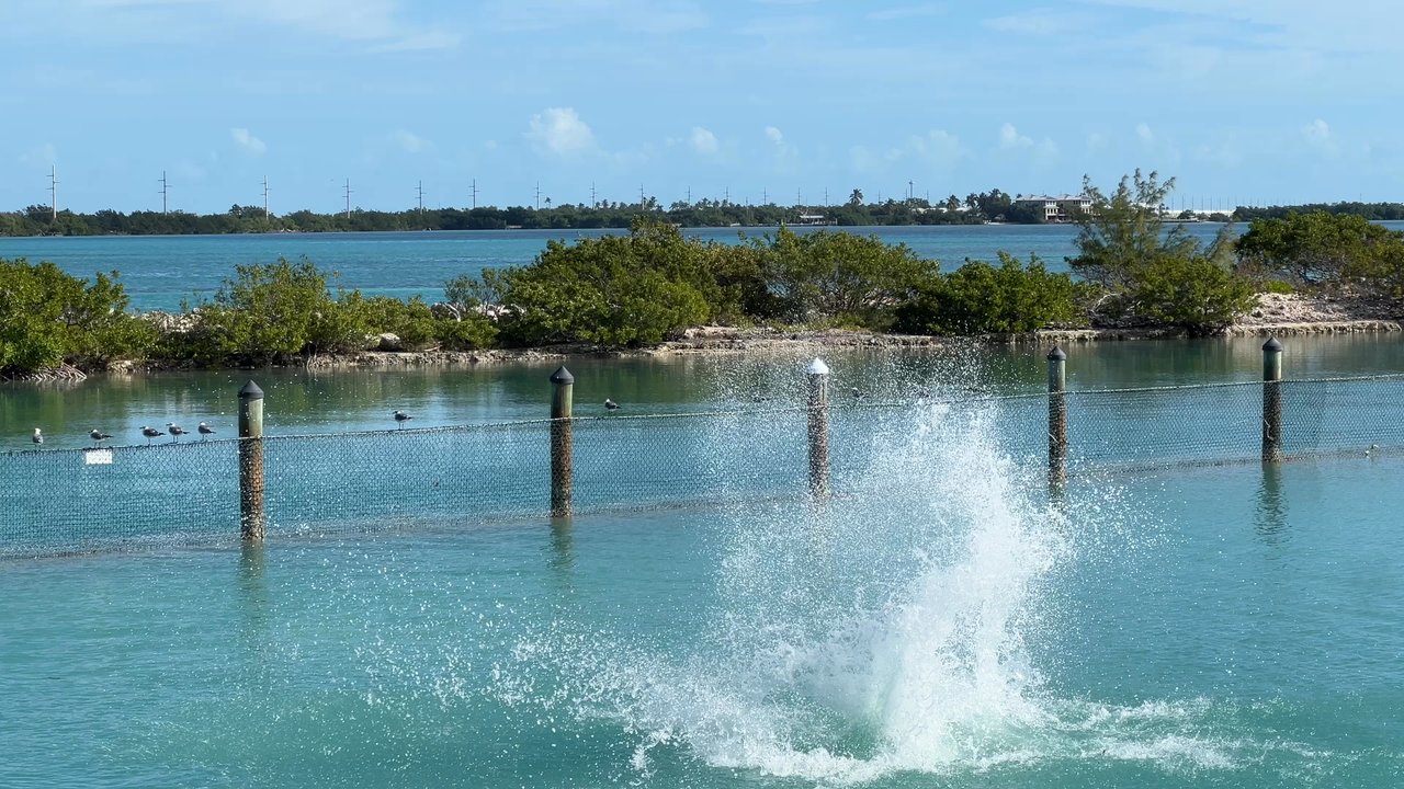 Dolphin Connection - Dolphin show - Zoos Near Me - Duck Key, Florida
