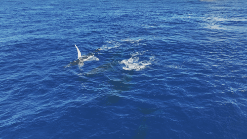 Humpback Whales in Antarctica animated gif