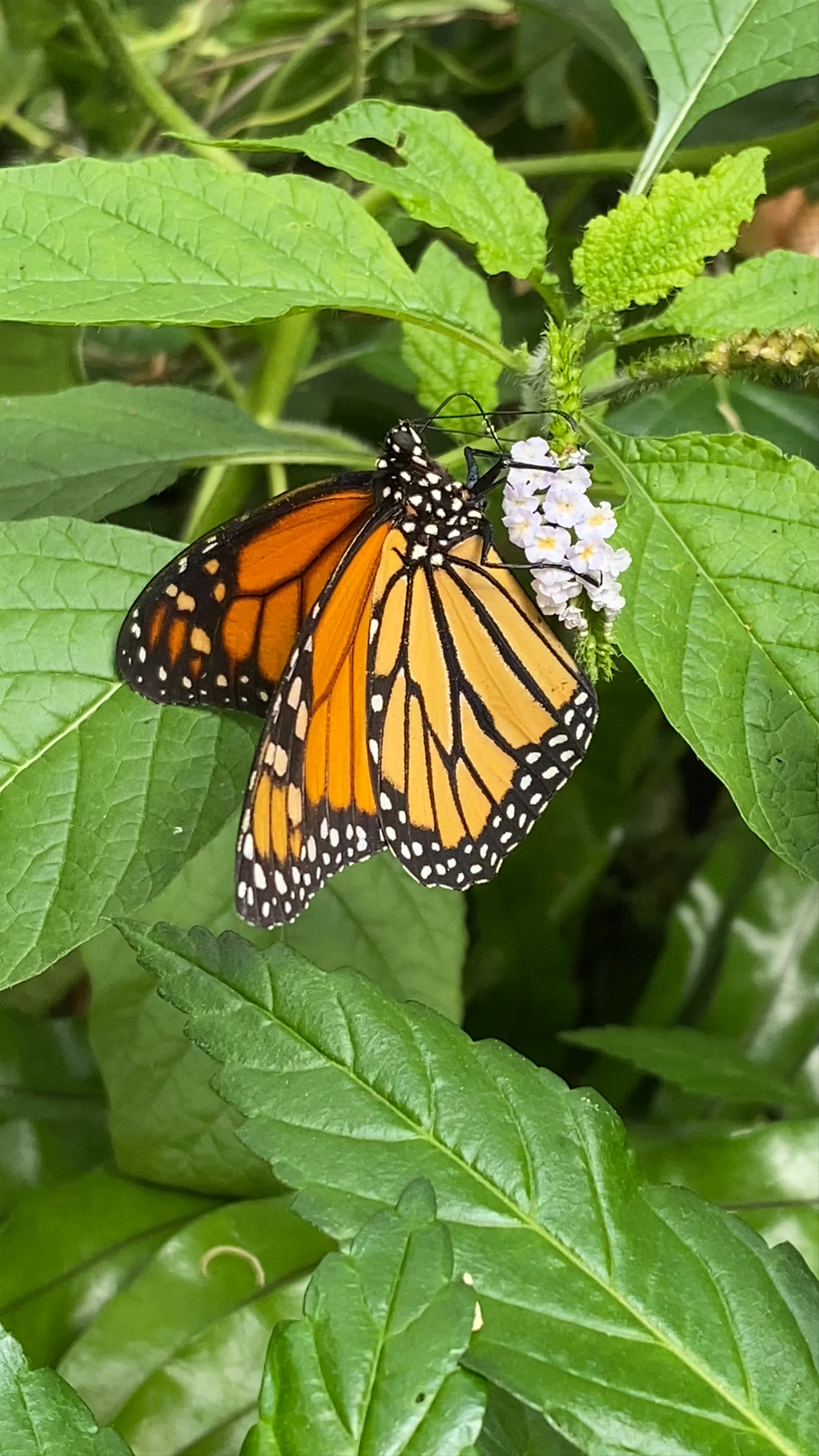 Monarch Butterfly Feeding at Chester Zoo