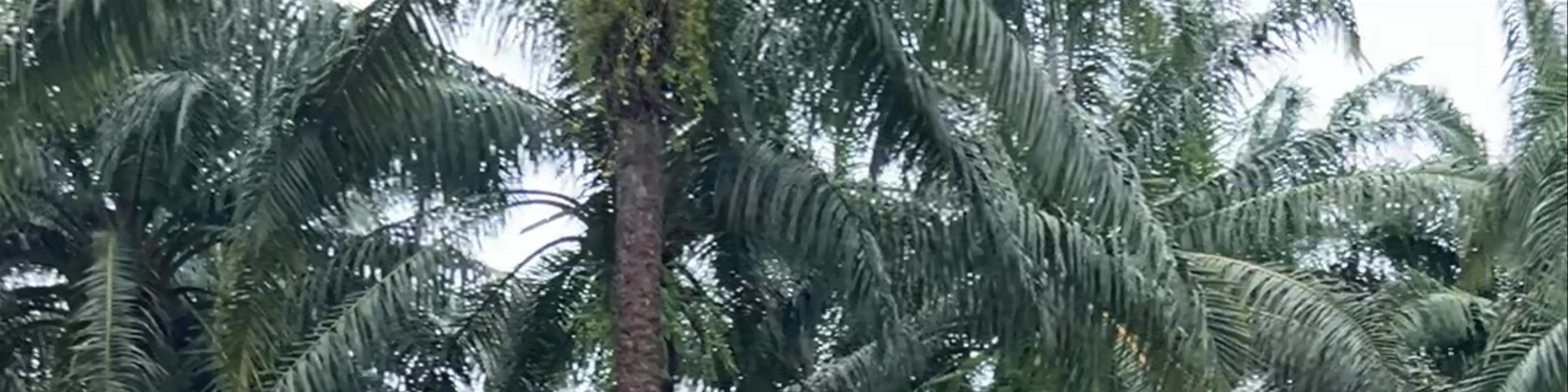 Krabi Elephant Shelter