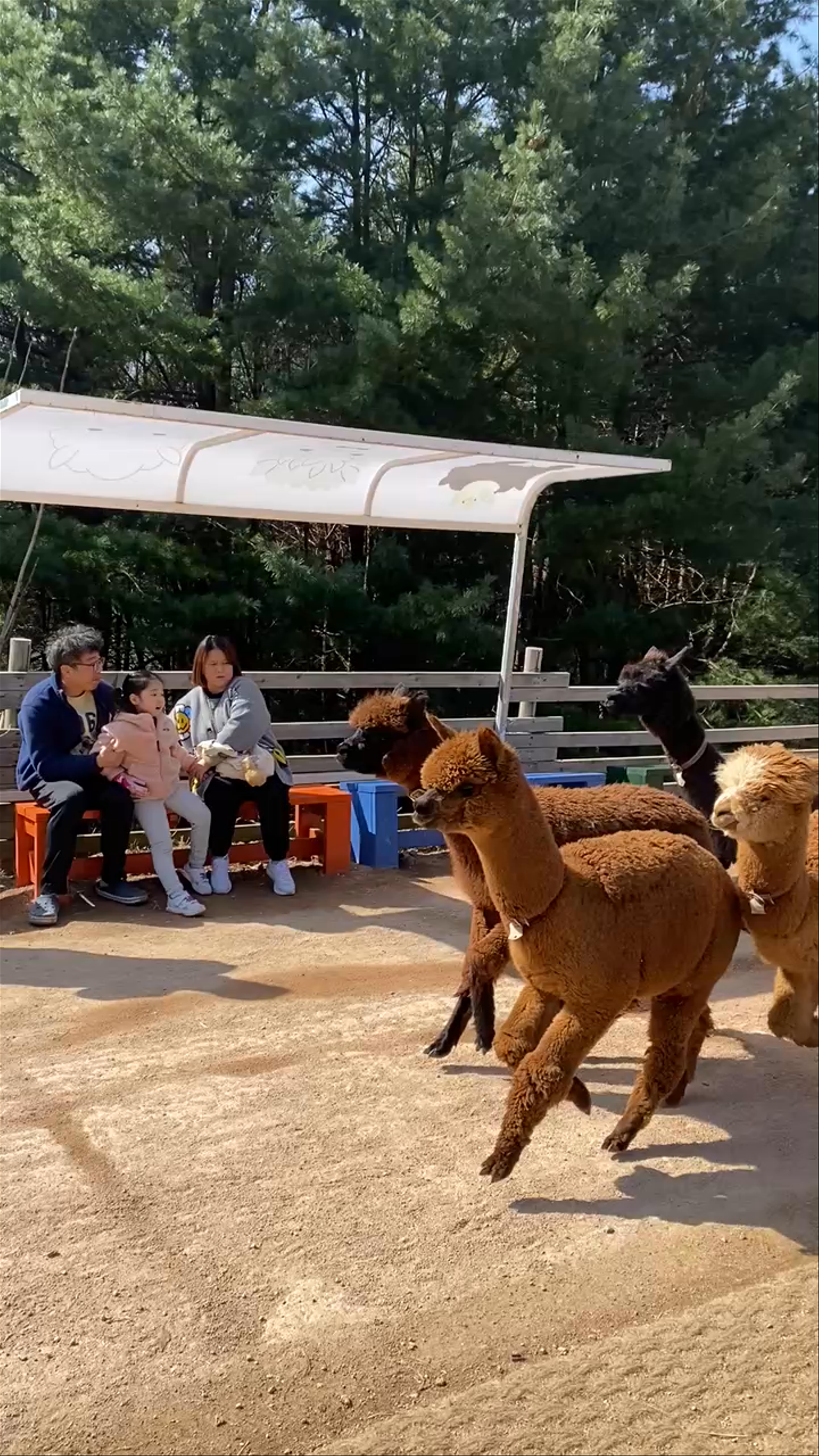 Alpaca World