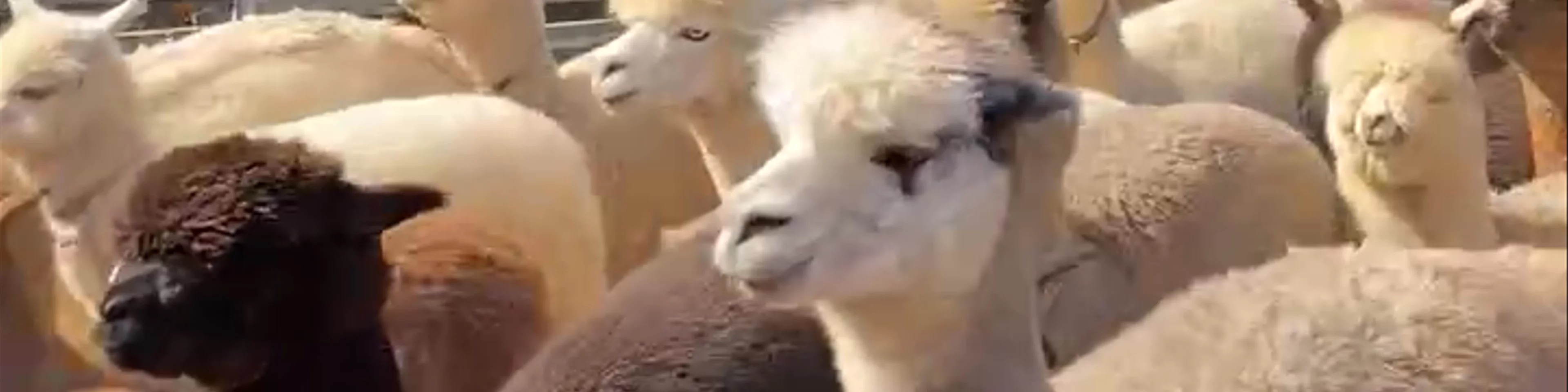 Alpaca World