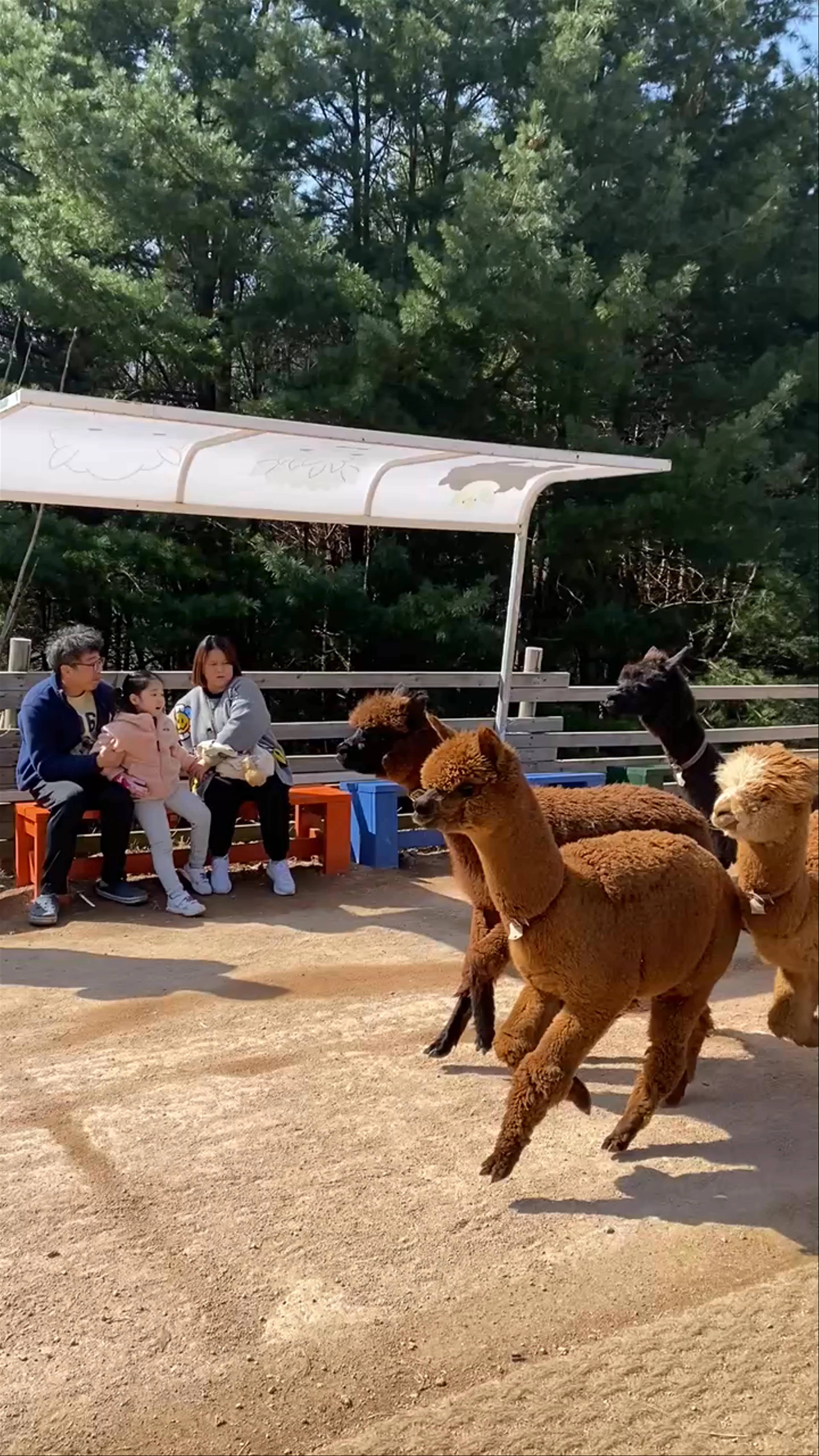 Alpaca World