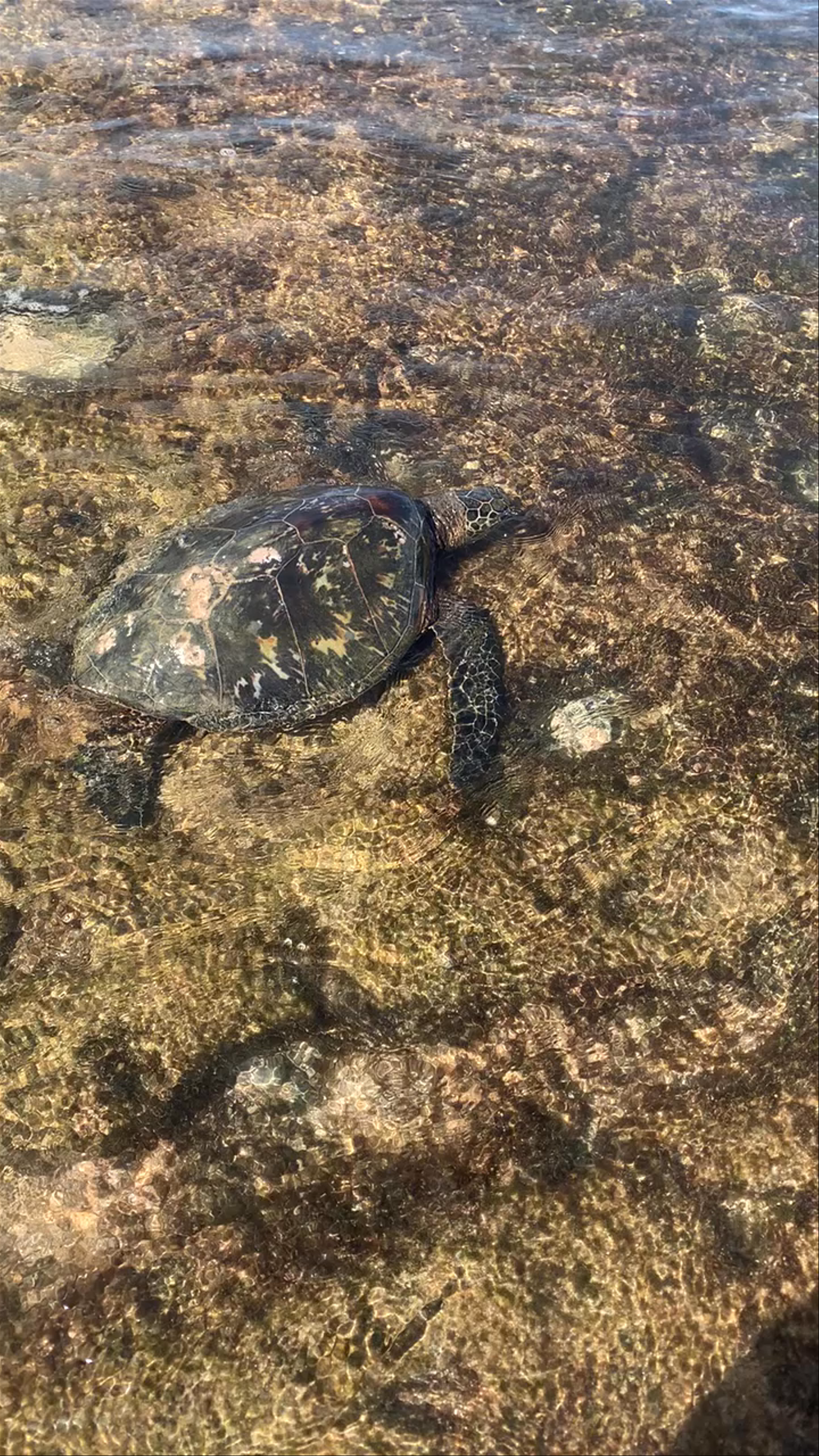 Mokulē‘ia Army Beach