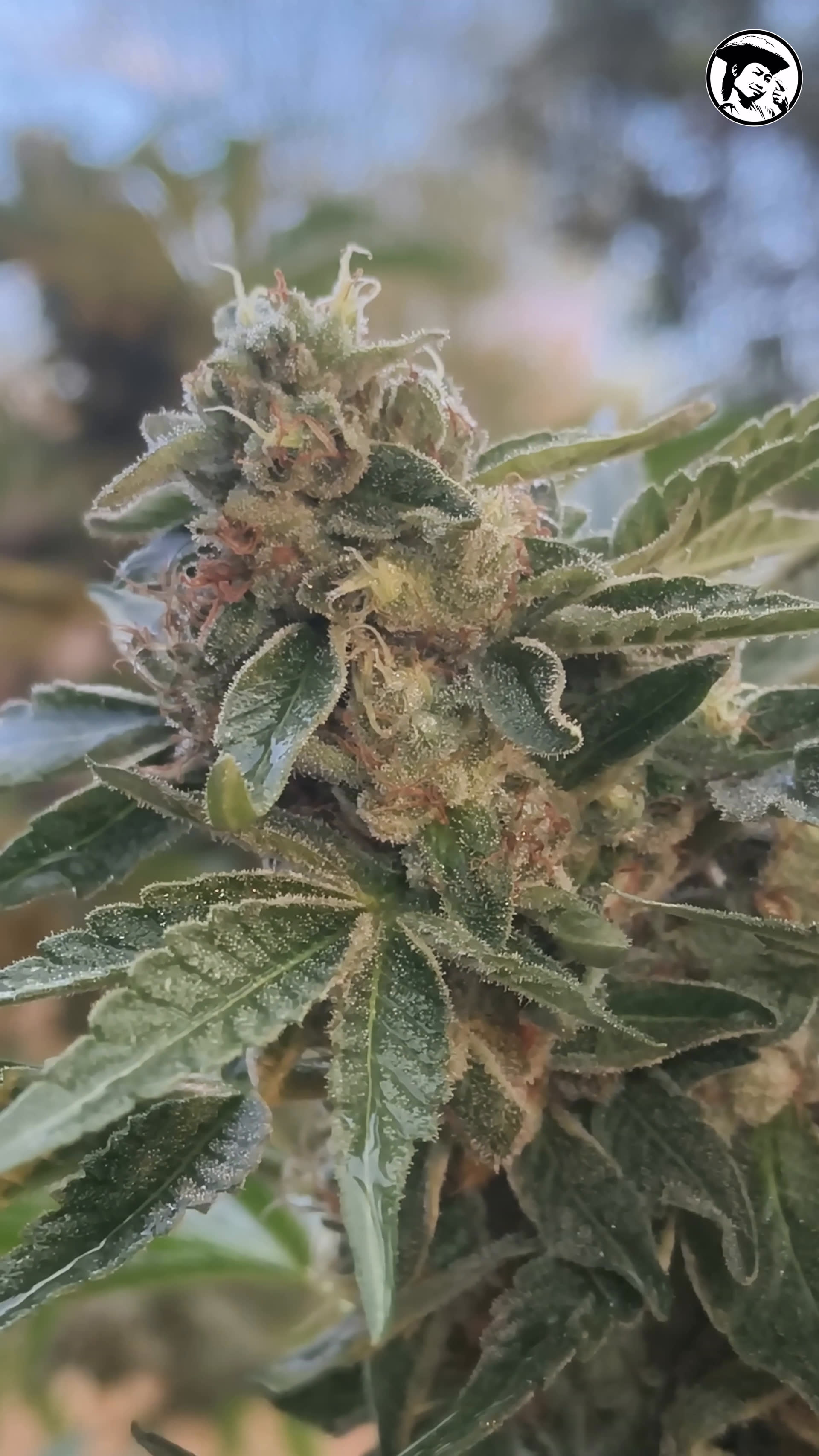 Kush Cake x La Bomba at Prempavee Farm 05 March 2026