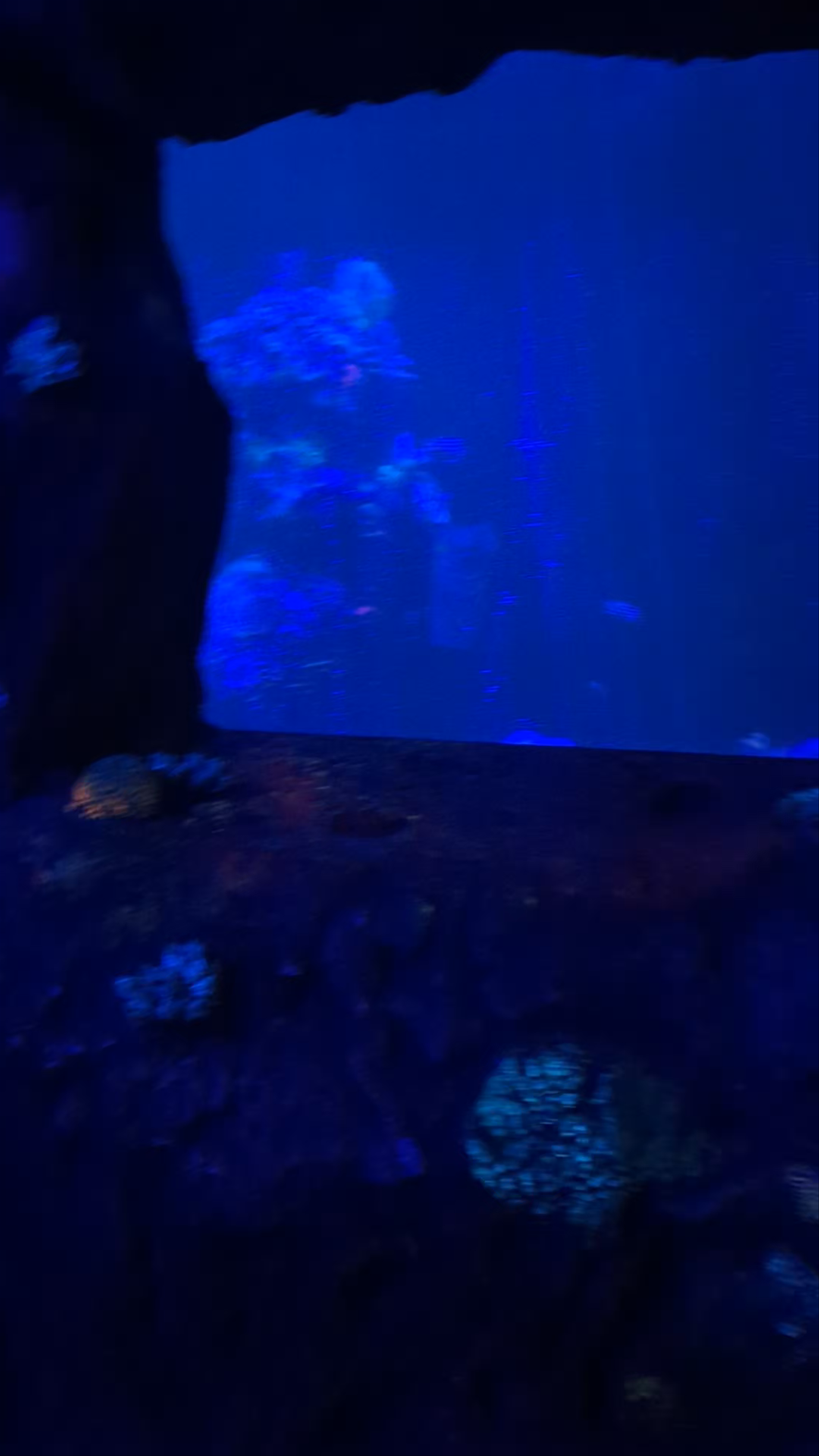 Underwater Wonders at SEA LIFE Brighton