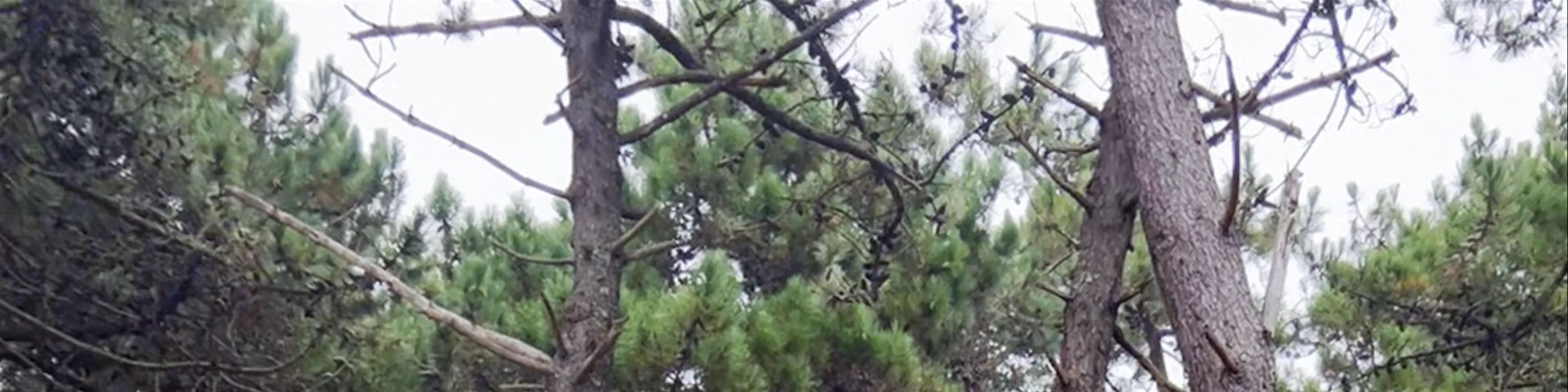 Celtic pine forest