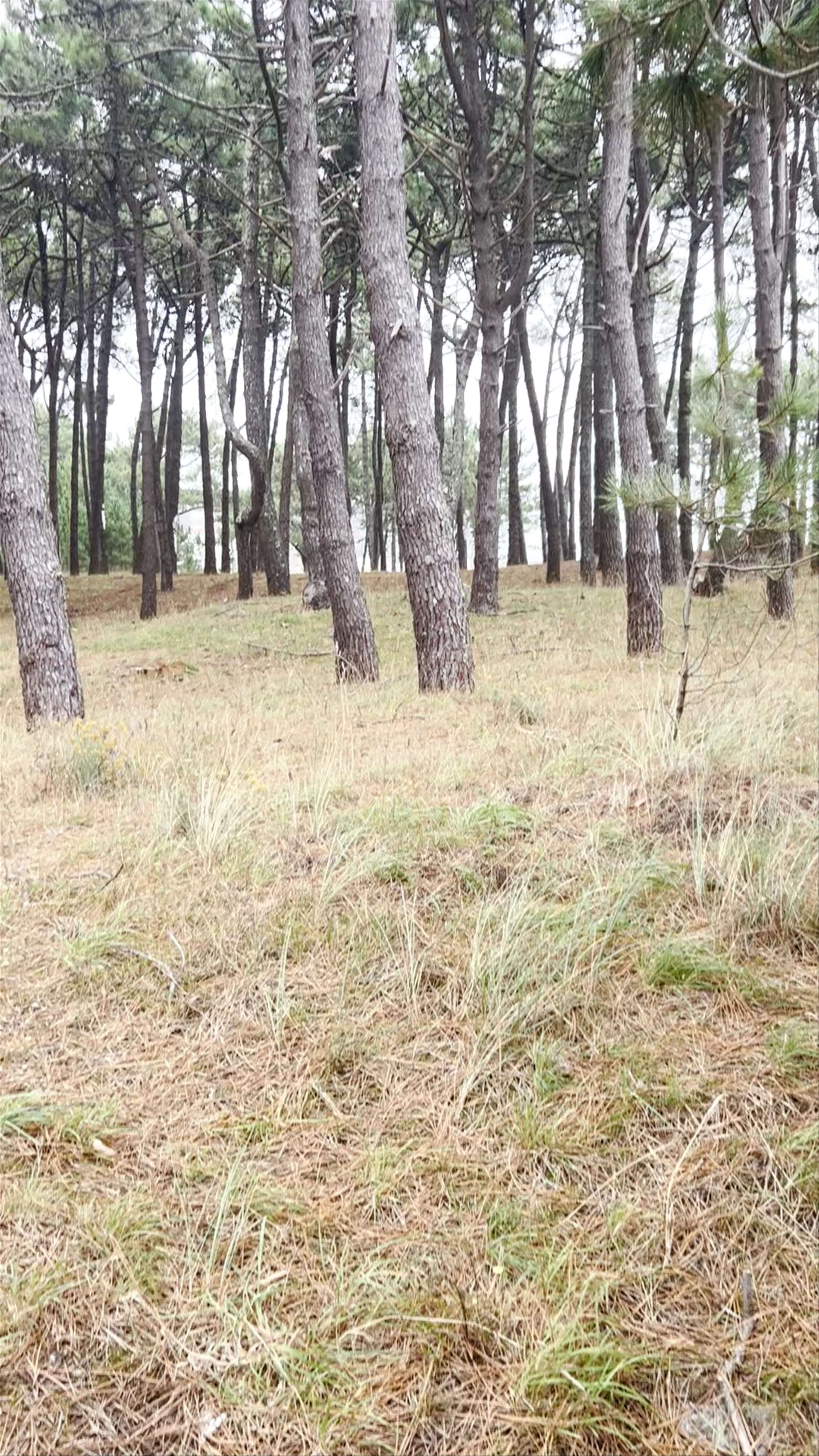 Piñeiral Castrexo, O Muíño