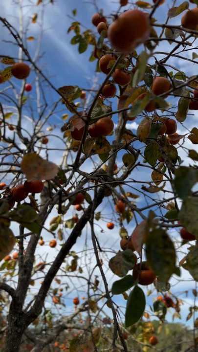 Perfect Persimmons - Beautiful day for persimmon picking @tiffhuangry - Pick Your Own Farms Near Me - Monticello, Florida
