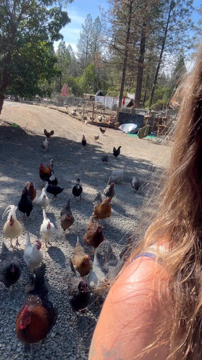 Dream Big Mini Farm - Daily walks around the farm - Animal Shelters Near Me - Nevada City, California