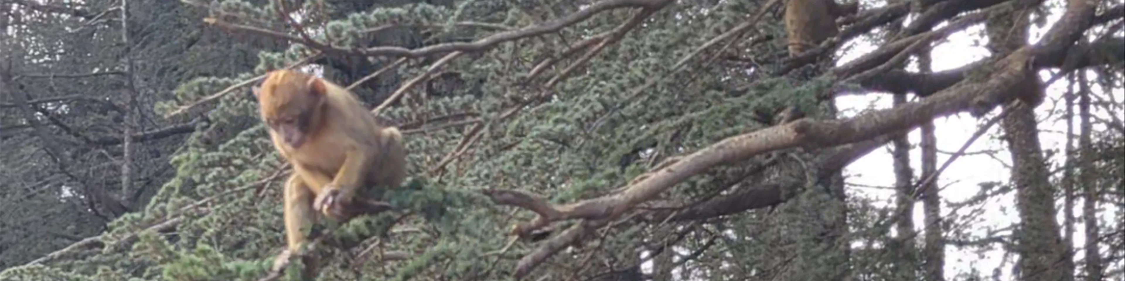 Monkey Forest