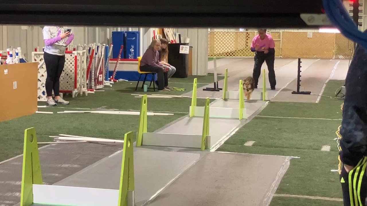 Fido's Finest Dog Training - Me doing flyball at a tournament in Middleton,WI - Pet Training Near Me