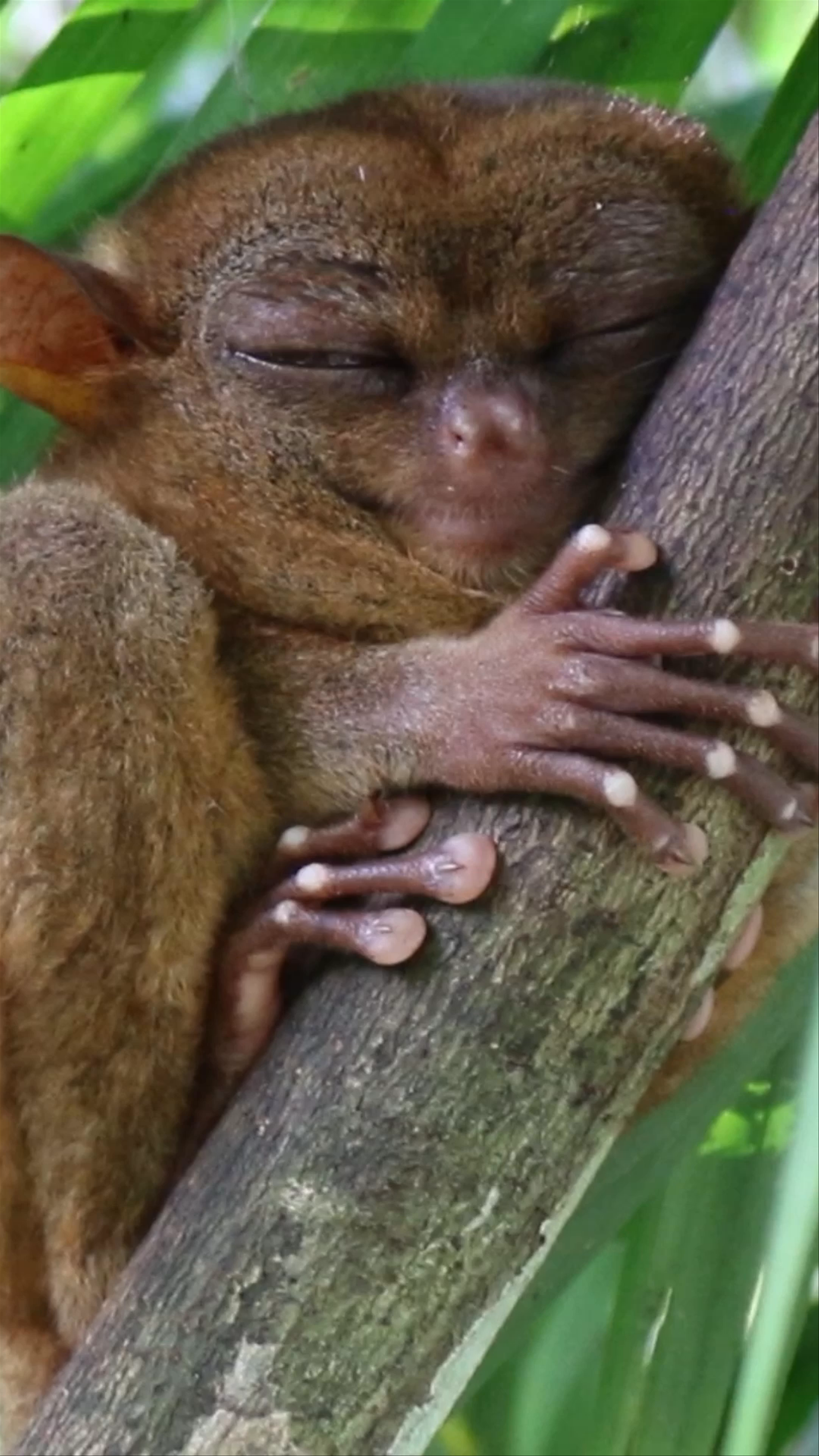 Philippine Tarsier Sanctuary