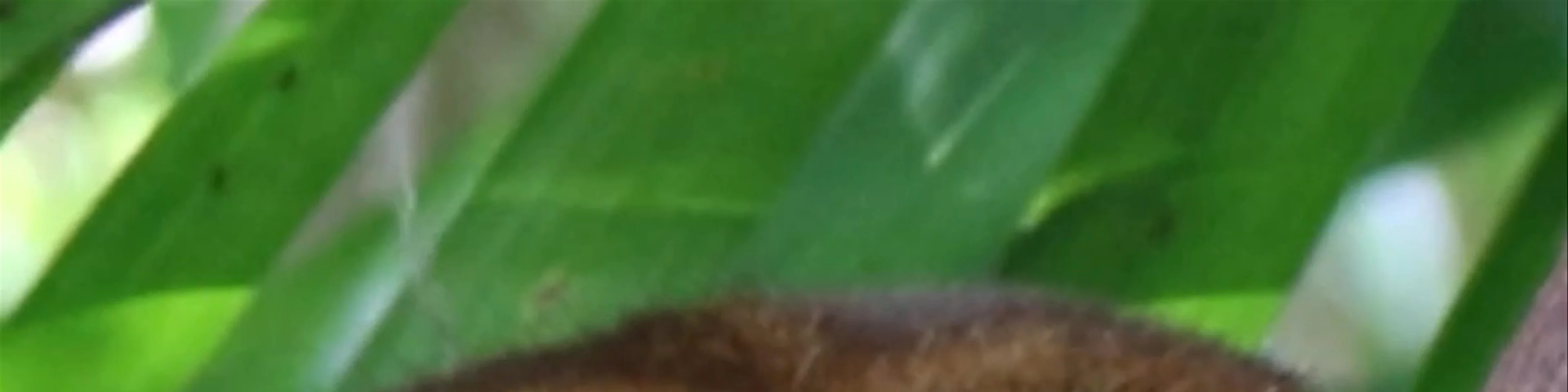 Philippine Tarsier Sanctuary
