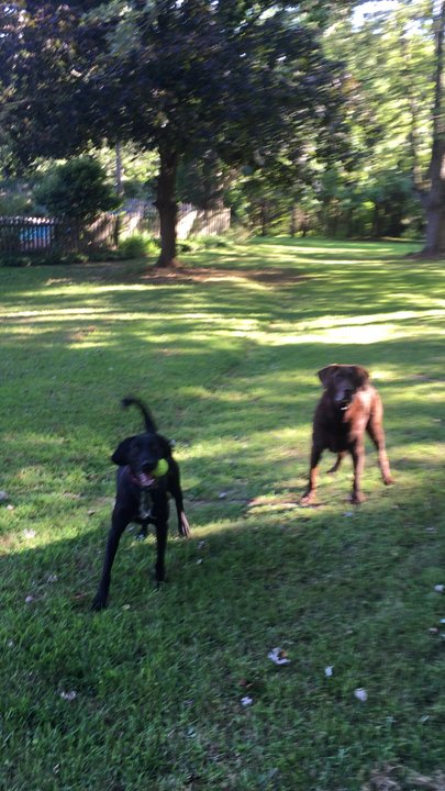 Dees Overnight Pet sitting - Linus and Lucy love to play ball..a lot! - Pet Sitting Near Me - Whitehall, Pennsylvania