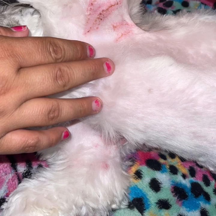 TLC Grooming - Poor baby!! This is part two - Pet Groomers Near Me - Visalia, California