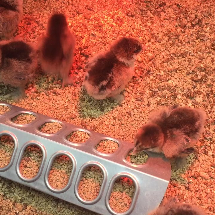 Olsen's Grain - Dark Brahma Pullets - Pet Stores Near Me - Flagstaff, Arizona