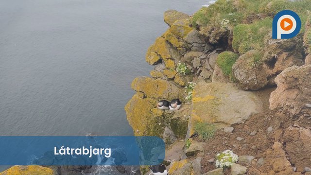 Latrabjarg: The Westernmost Point of Iceland and its Massive Seabird Cliffs