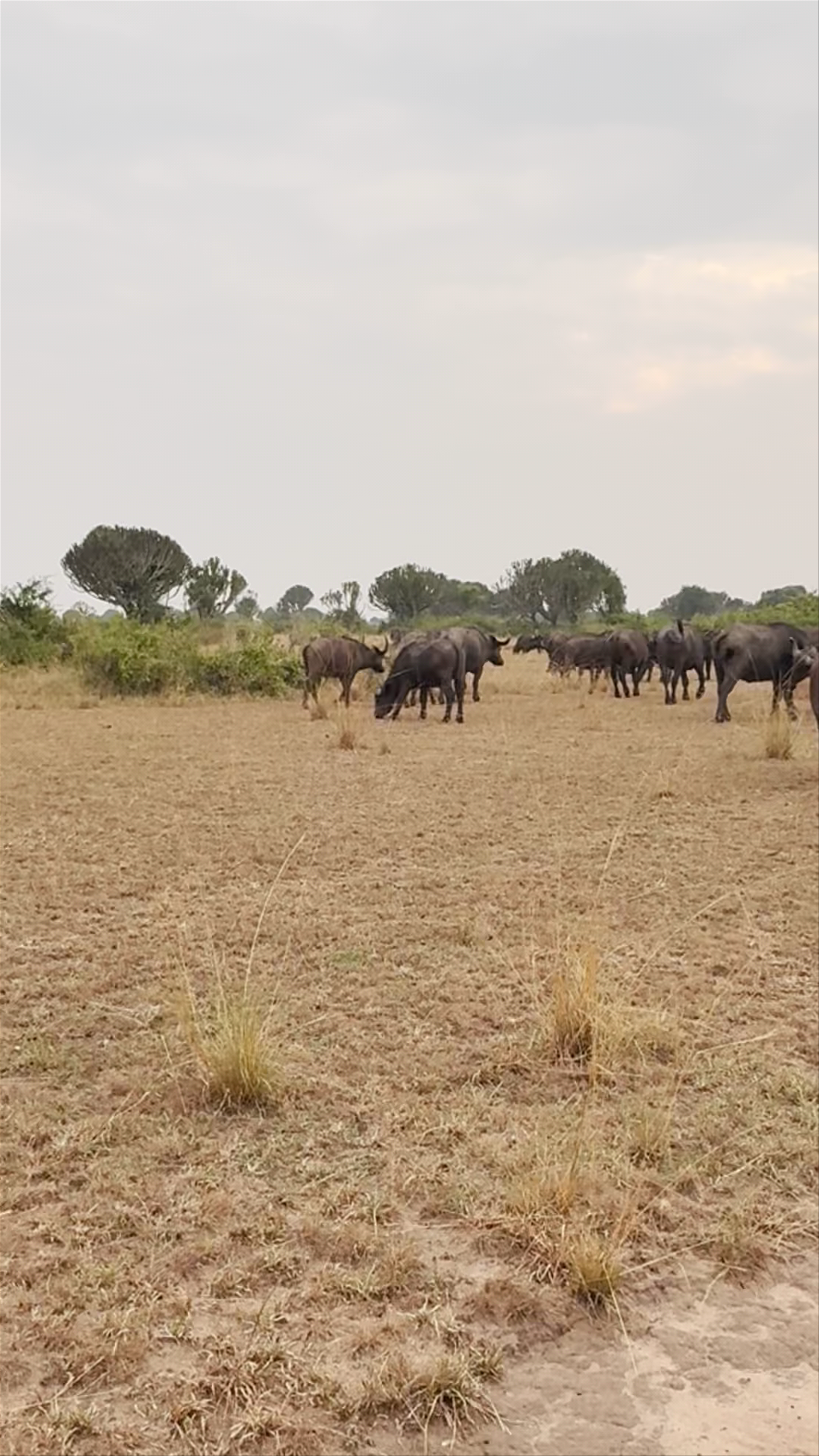 Queen Elizabeth National Park