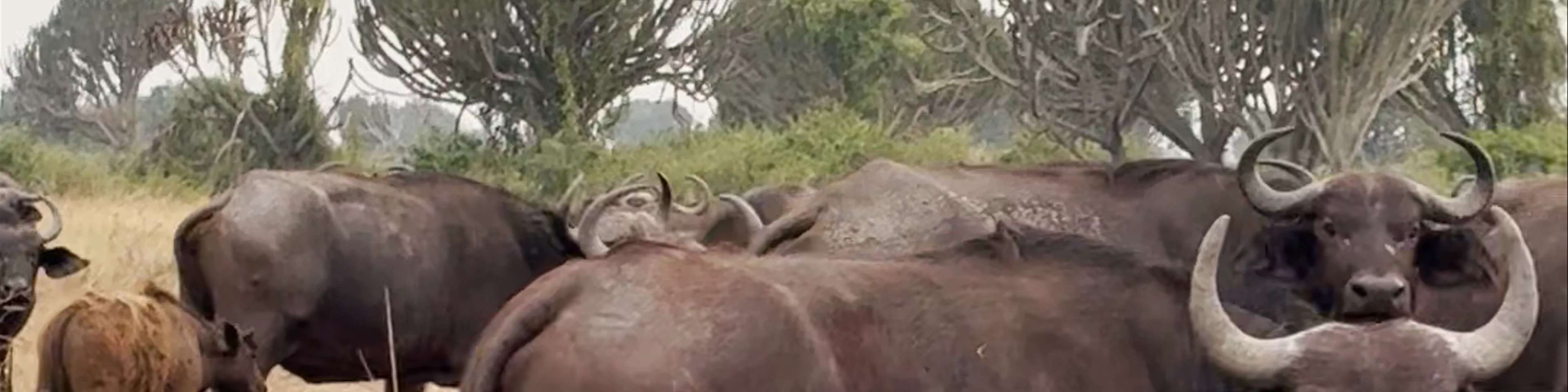 Queen Elizabeth National Park