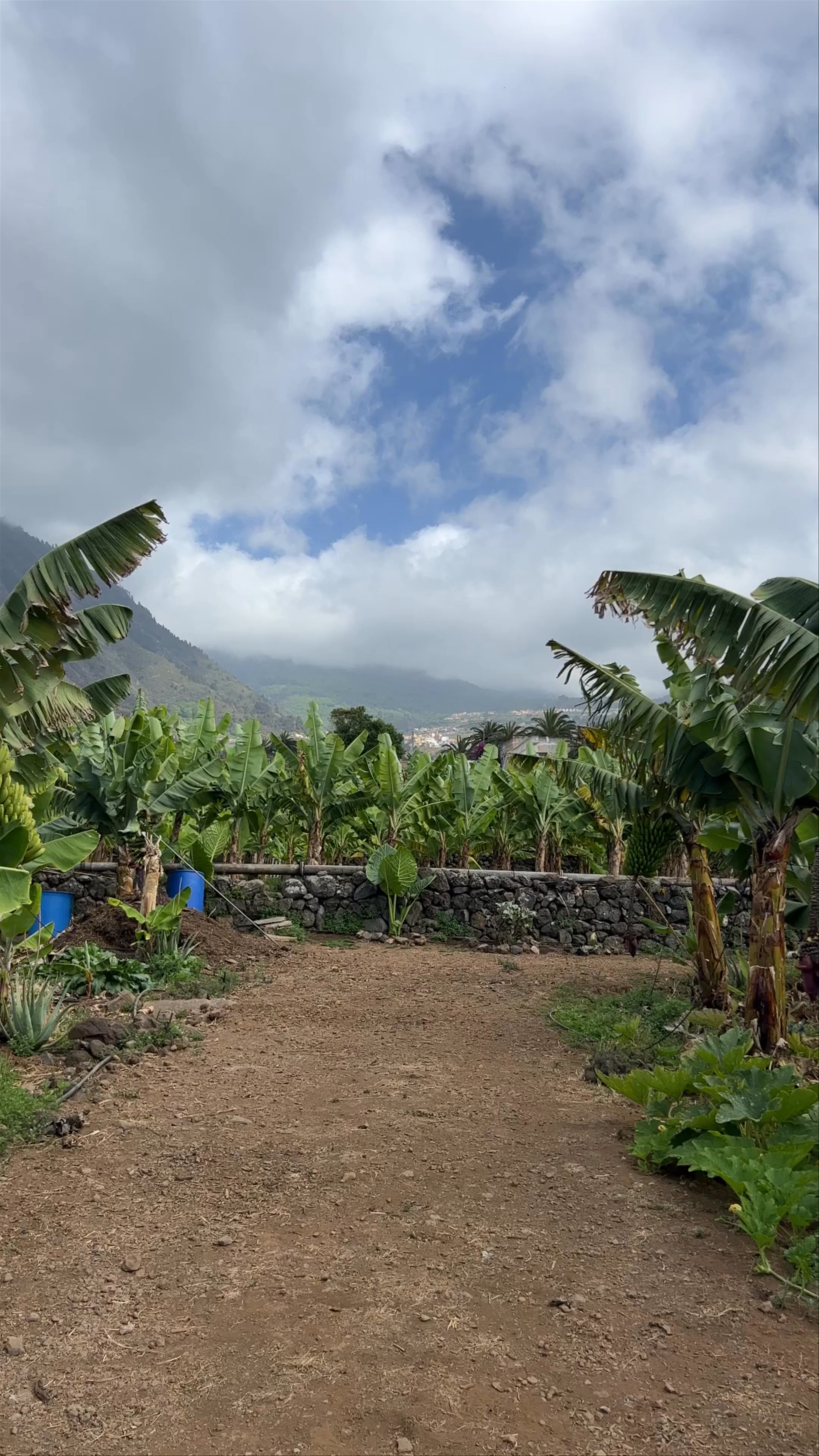 bananaECOplantation