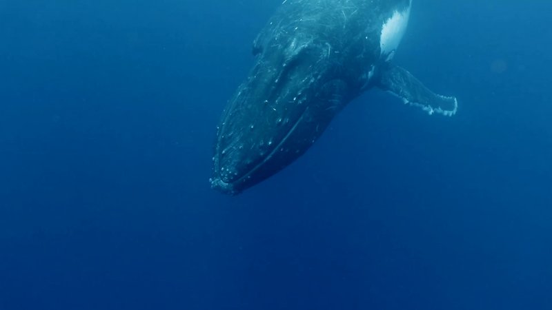Humpback Whale Calf poster