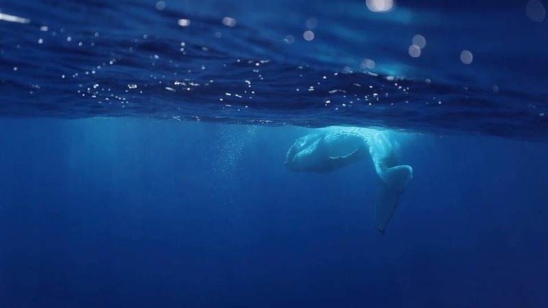Humpback Whale Calf poster