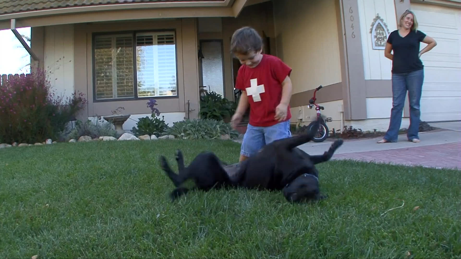 A young boy greets his family's black labrador upon its arrival home in the back of a pickup truck. Following a playful interaction on the lawn, the child leads the dog into a secure outdoor kennel.
