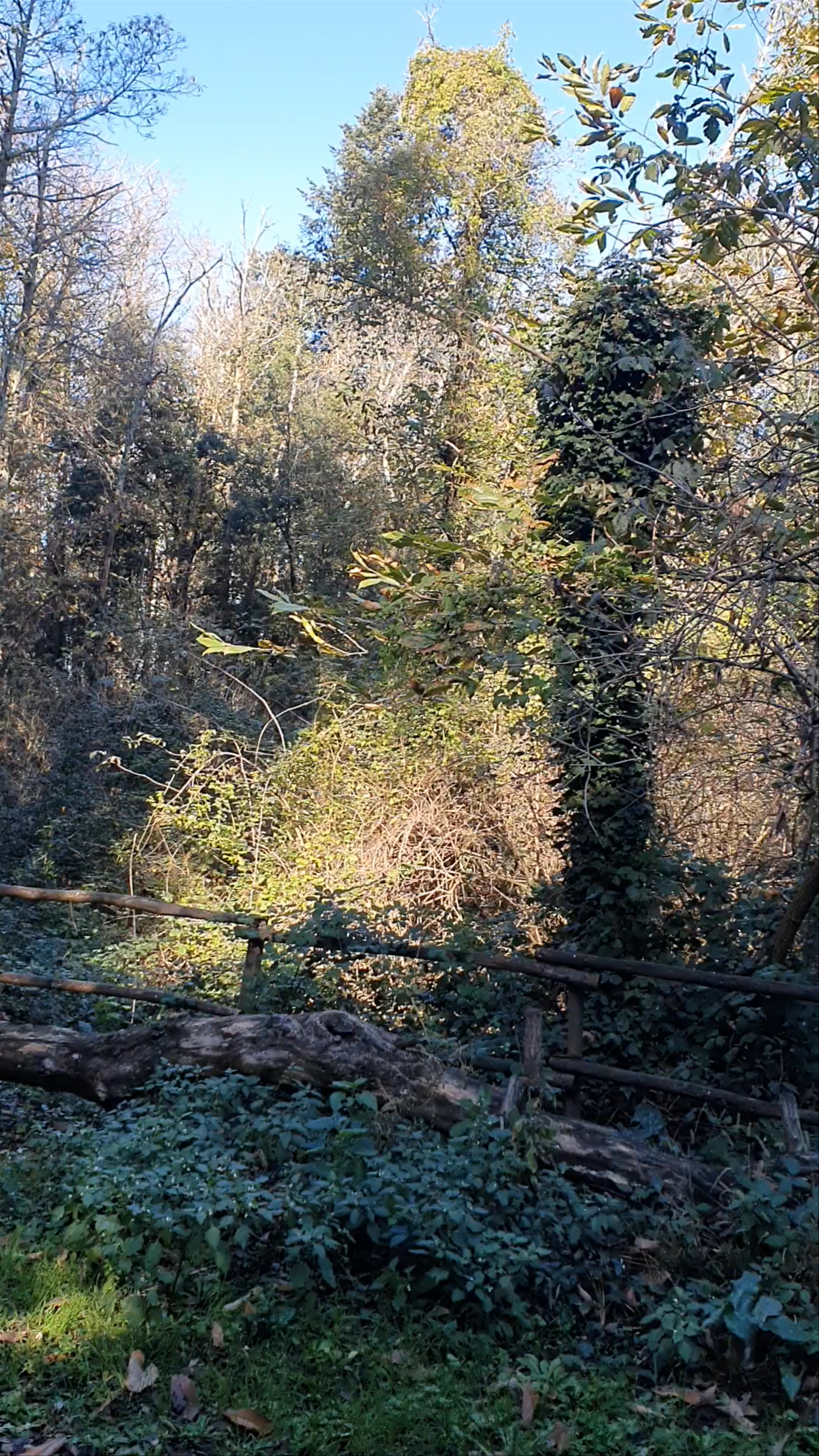 Parco di Palazzo Altieri