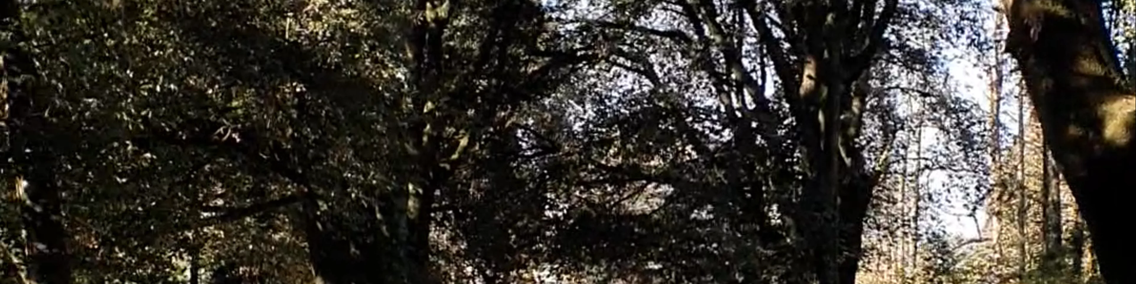 Parco di Palazzo Altieri